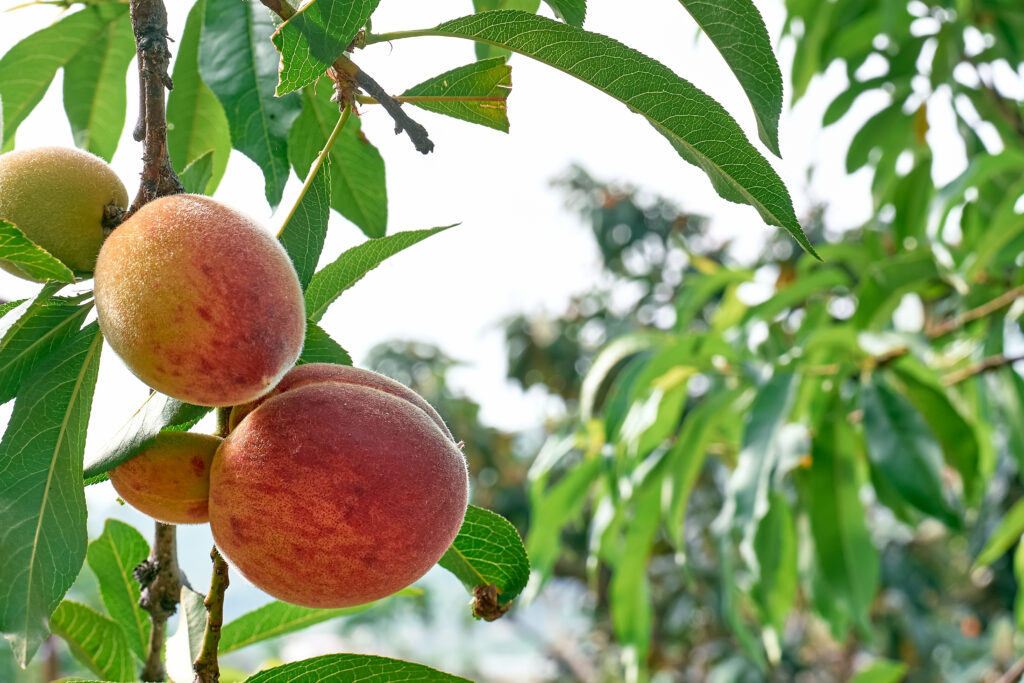 Branch with ripe peaches hanging on a tree in garden in summer day. Harvesting of peaches. Organic mediterranean gardening.