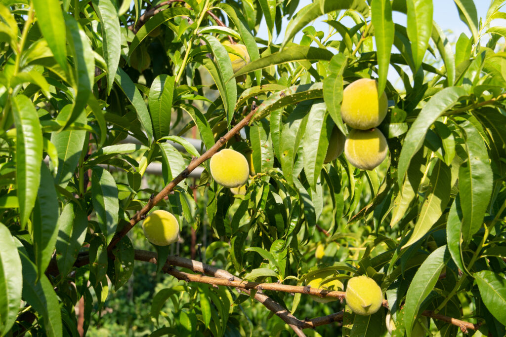 Peaches growing on tree branch in garden