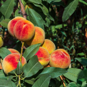 Peaches growing on a tree. Organic fruits. Fresh peaches