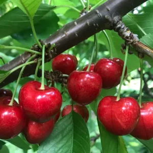 GIANT RED® Mariant COV