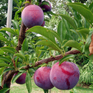 GRENADINE Cov / CAS 10