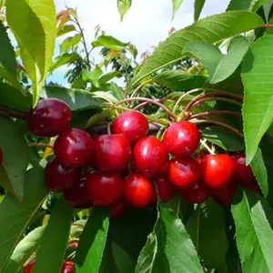 Pacific Red - COV