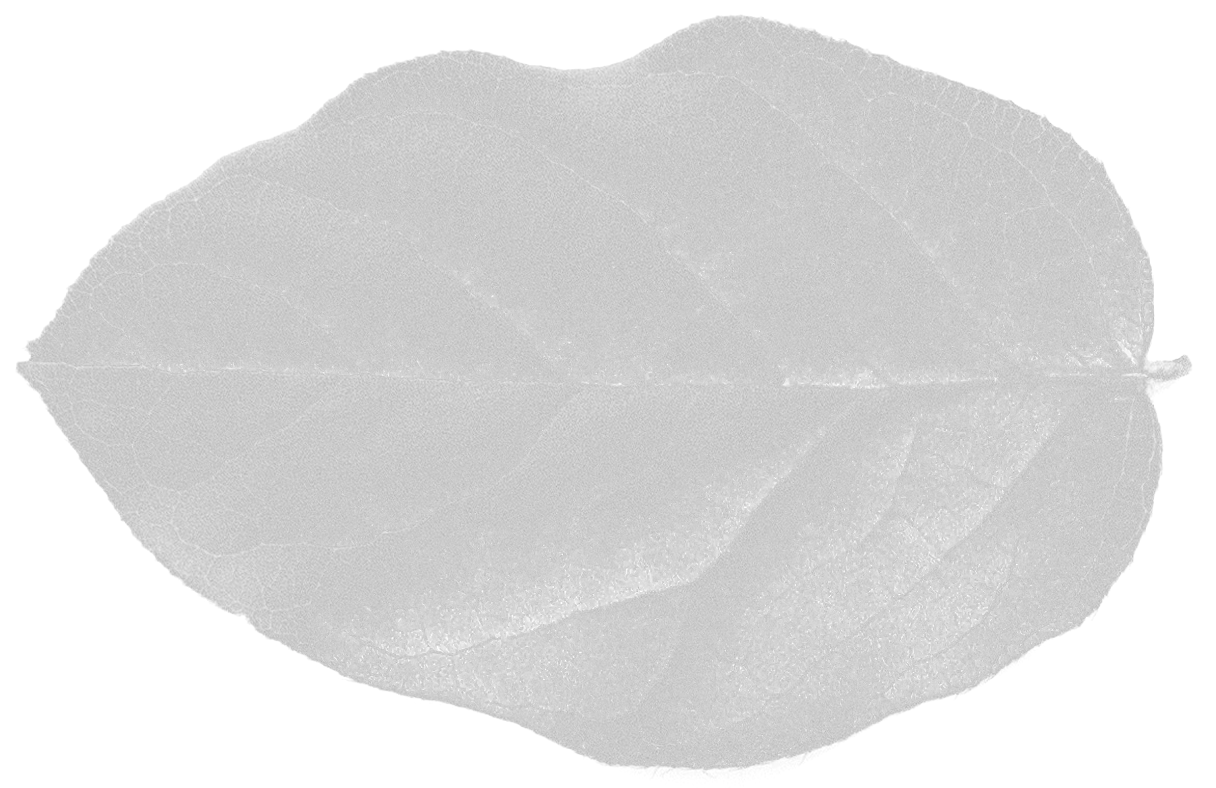 Leaf Texture